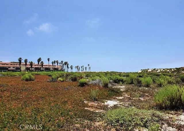 a tree in the middle of a yard