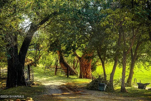 a view of a yard with a trees