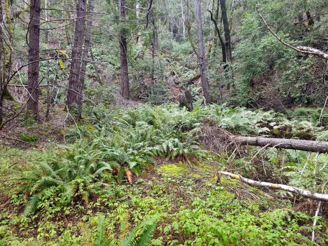 a view of a garden with plants and trees