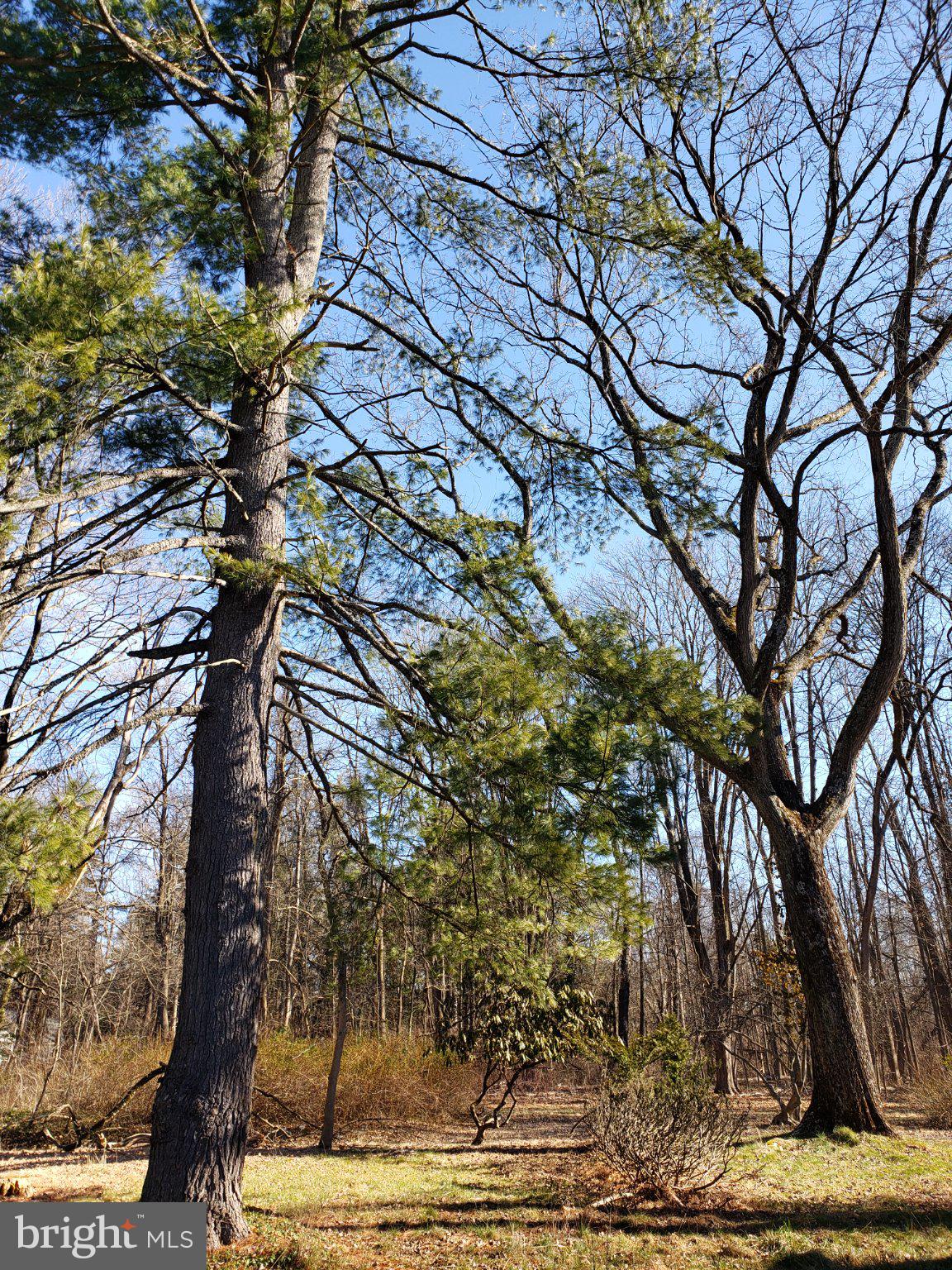 600 Mercer Road Princeton, NJ 08540 - Photo 21 of 22 Majestic trees against a clear sky.