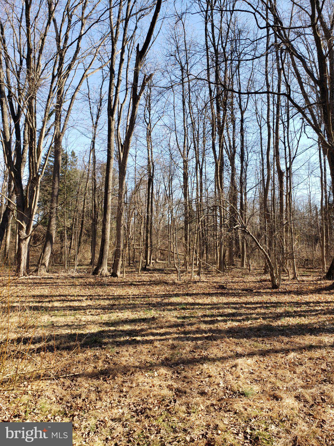 600 Mercer Road Princeton, NJ 08540 - Photo 22 of 22 Serene woodland in early spring.
