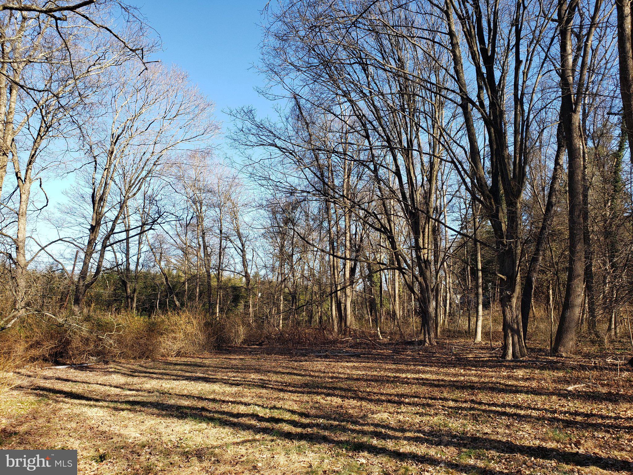 600 Mercer Road Princeton, NJ 08540 - Photo 3 of 22 Serene woodland in early spring light.