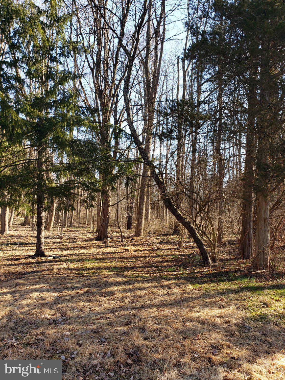 600 Mercer Road Princeton, NJ 08540 - Photo 8 of 22 Whispers of nature in tranquil woods.