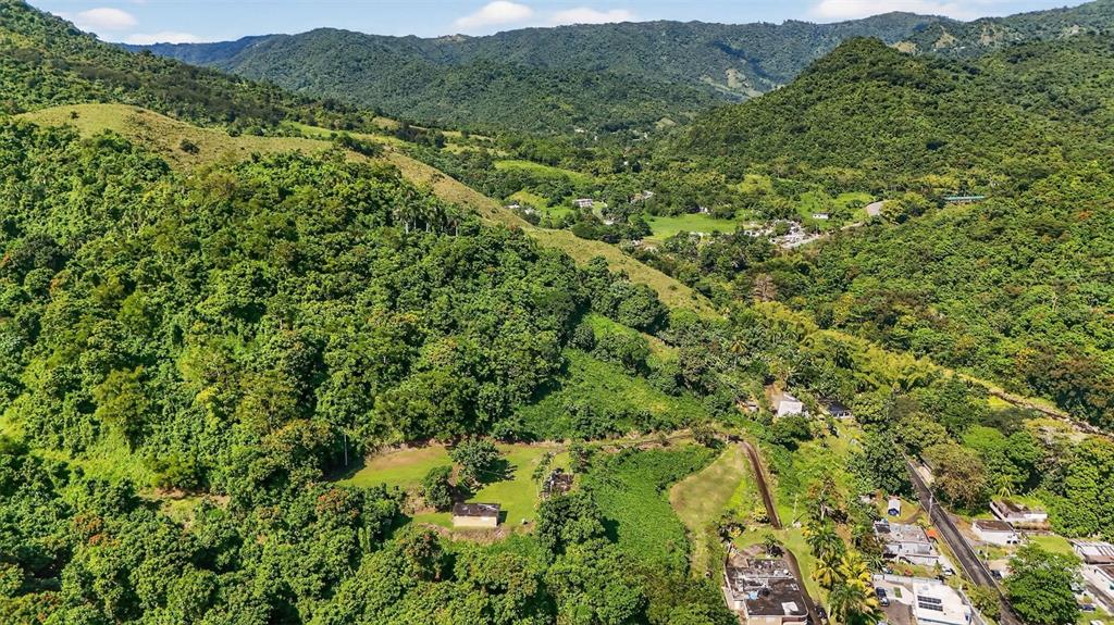 184 Bo Mulas Patillas, PR 00723 - Photo 15 of 28 a view of a lush green forest with trees in the background