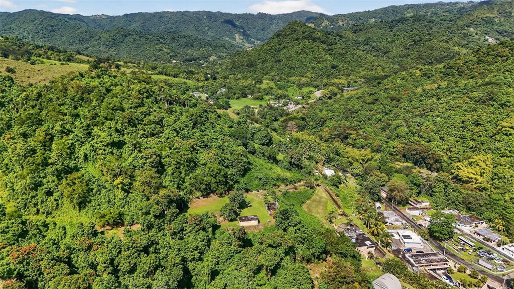 184 Bo Mulas Patillas, PR 00723 - Photo 16 of 28 a view of a lush green forest with a lush green hillside