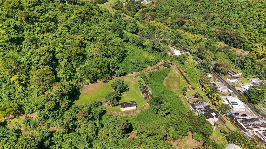 184 Bo Mulas Patillas, PR 00723 - Photo 23 of 28 a view of a garden