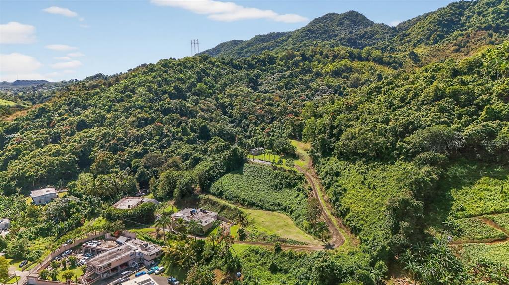 184 Bo Mulas Patillas, PR 00723 - Photo 7 of 28 a view of a lush green forest with lots of trees