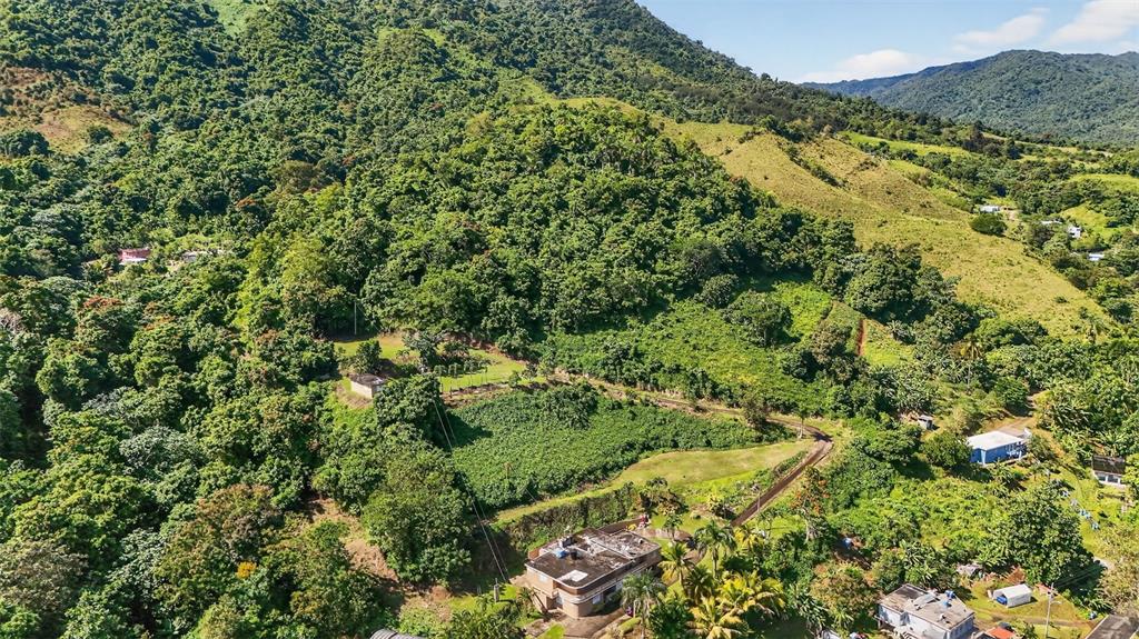 184 Bo Mulas Patillas, PR 00723 - Photo 8 of 28 a view of a forest with a tree