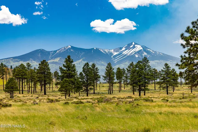 a view of a yard with a fountain