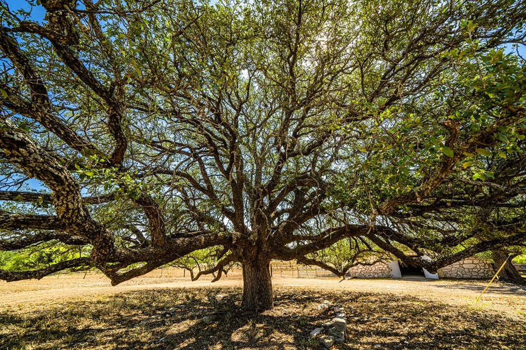 7451 County Road 370 Menard, TX 76859 - Photo 44 of 67