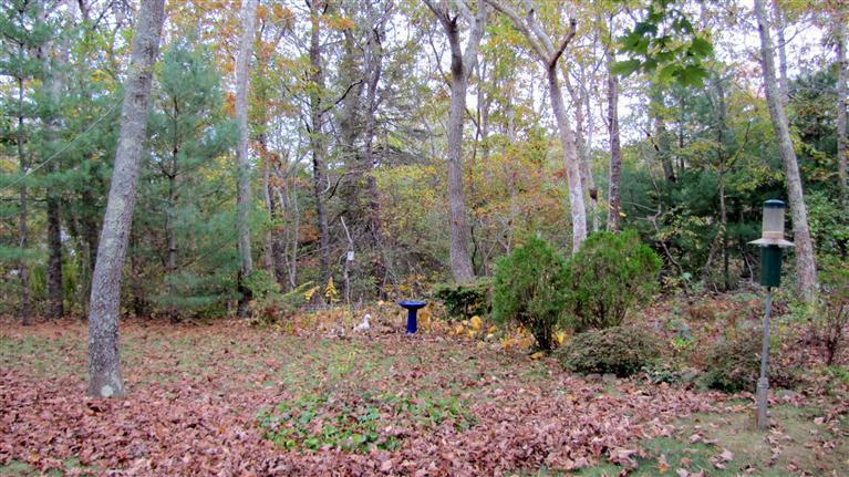 265 Chatham Road Harwich, MA 02645 - Photo 34 of 35 a view of a forest with large trees
