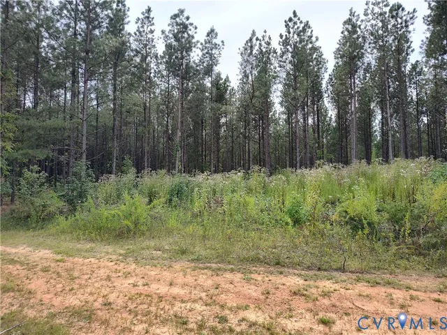a view of a forest with trees in the background