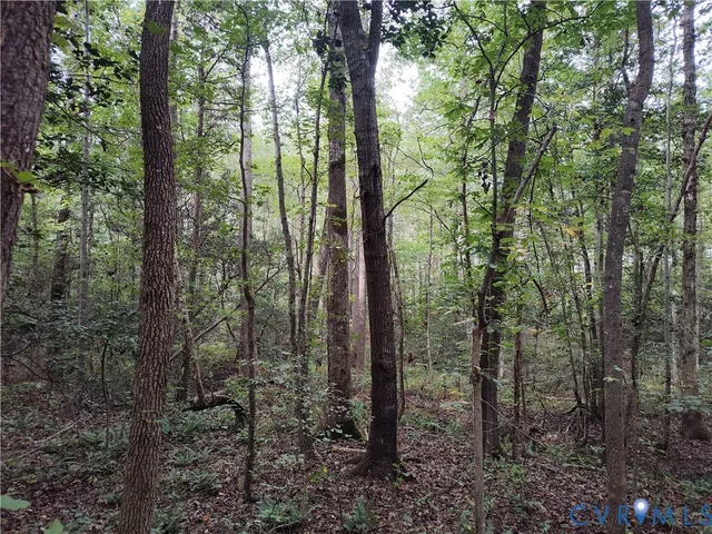 a view of a forest with trees