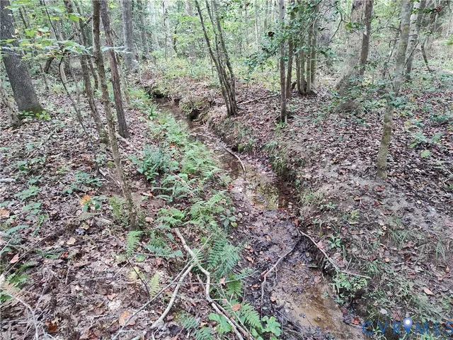 a view of a forest with trees in the background