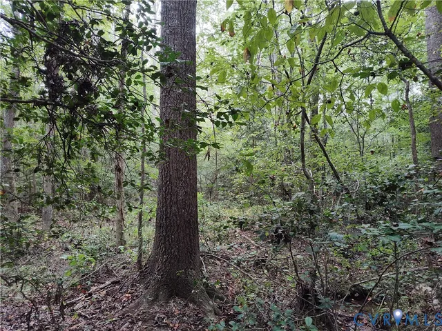a view of a forest with trees