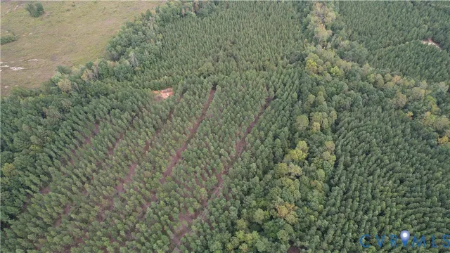 a view of a forest with a street