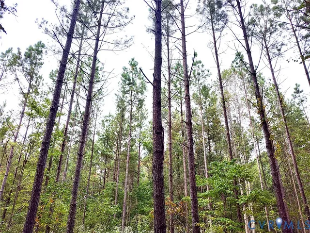 a view of a garden with a tree