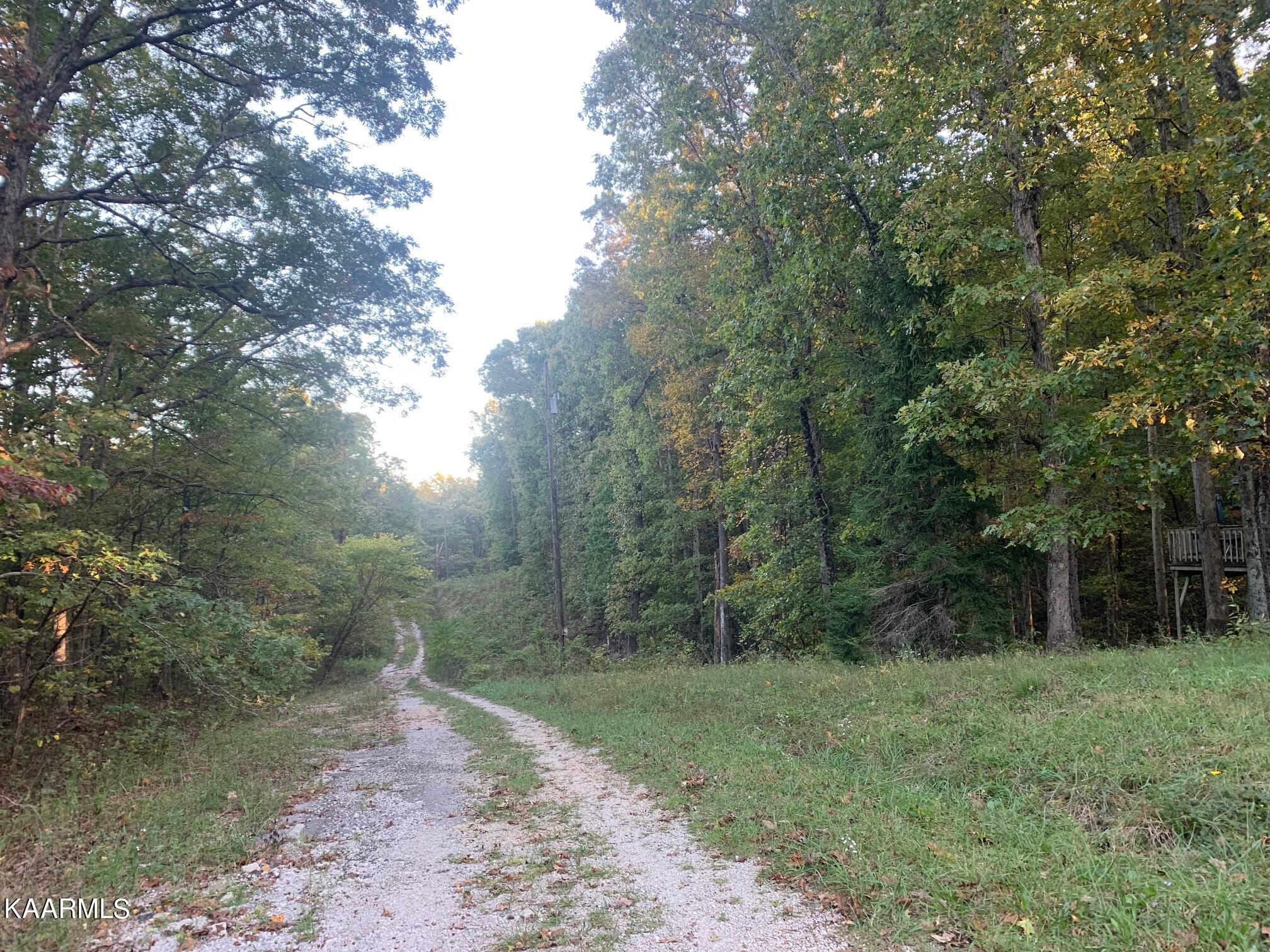 Lot 419 Swift Fox Crab Orch  