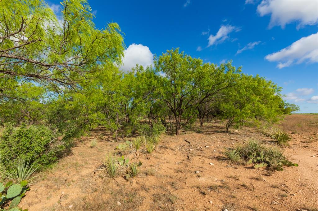 600 Fm 600 Haskell, TX 79521 - Photo 6 of 34 a view of a yard with trees