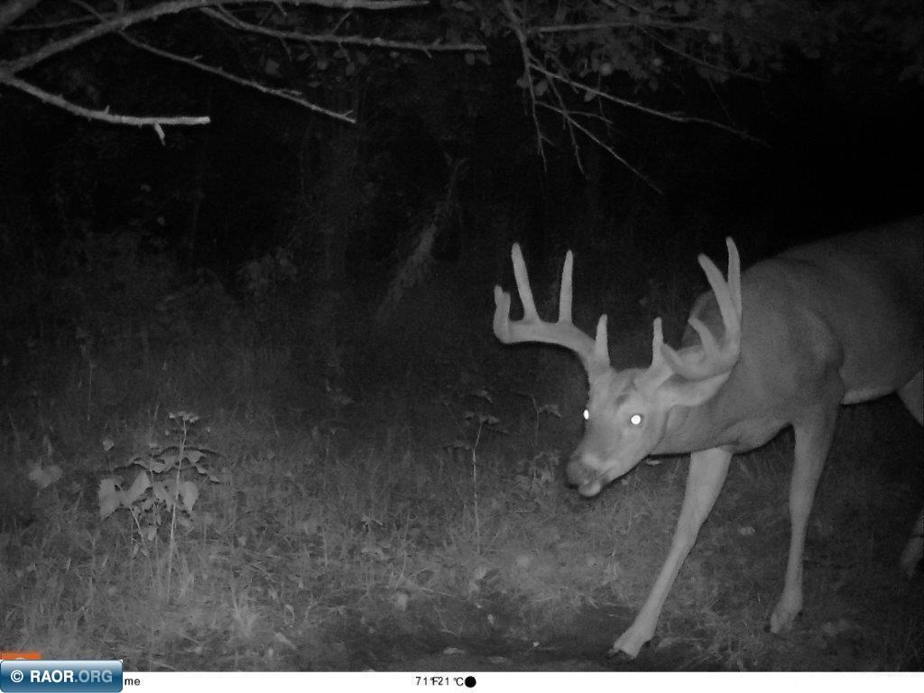 Xxx Xxx Greaney Road Orr, MN 55771 - Photo 12 of 14