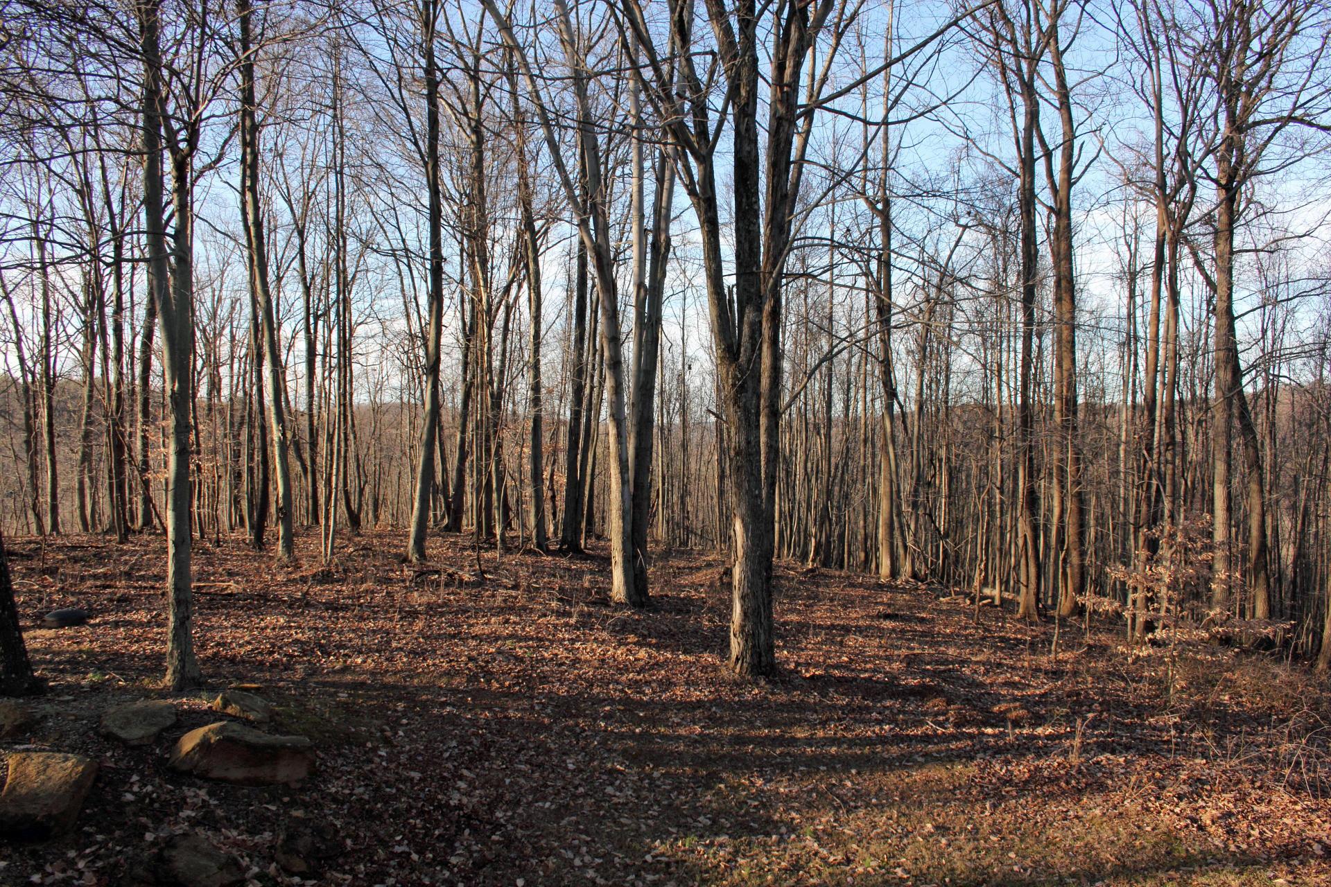 11692 Woodland Ridge Road Rockbridge, OH 43149 - Photo 2 of 40 Gallery Image 2
