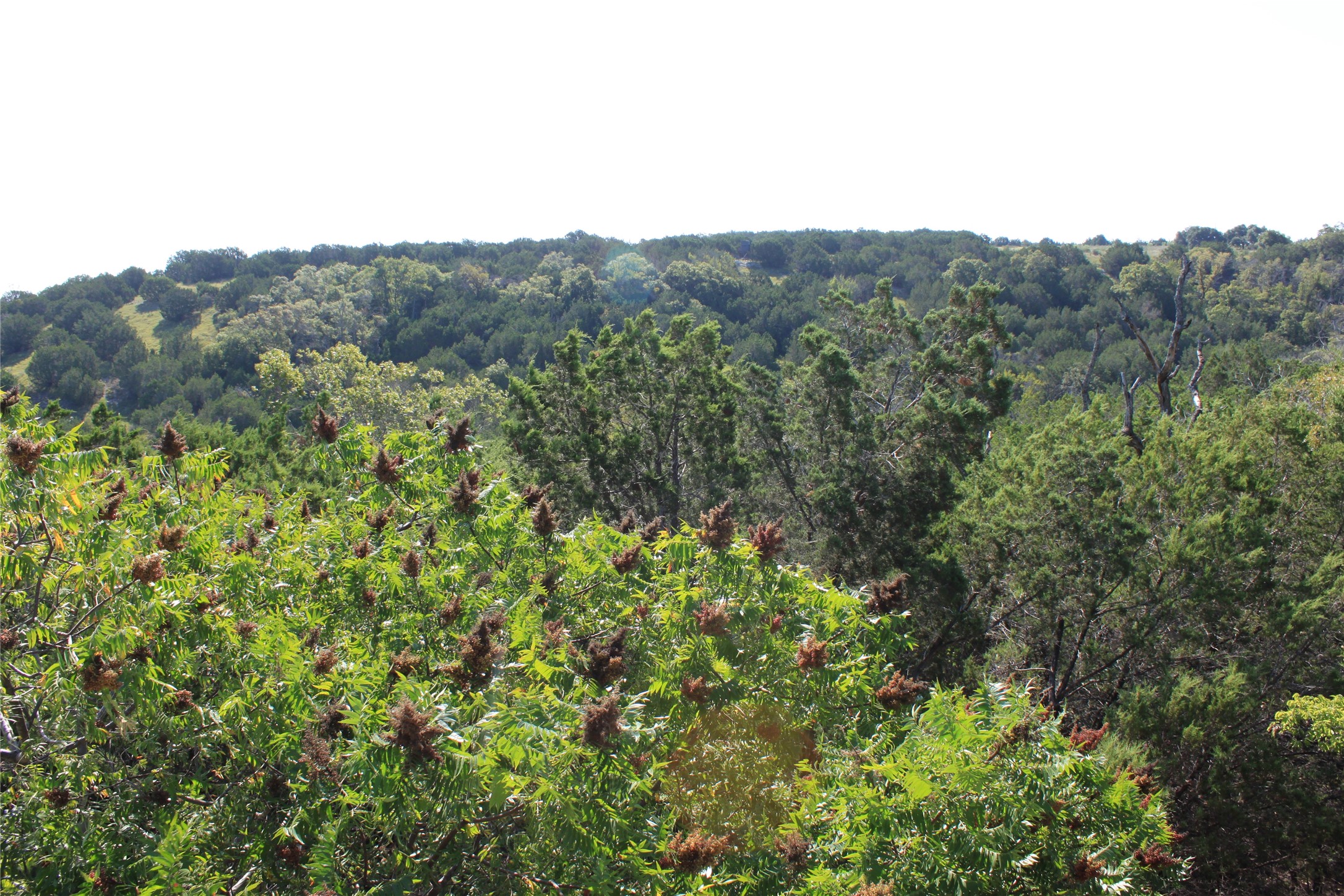 Lot 100 Saddle Ridge Drive Bertram, TX 78605 - Photo 20 of 27 a view of a mountain in the distance in a field
