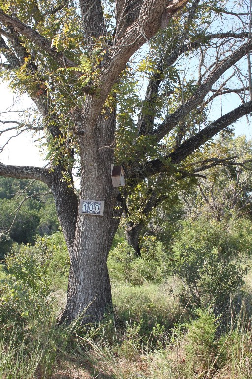Lot 100 Saddle Ridge Drive Bertram, TX 78605 - Photo 3 of 27 a view of a tree in a yard
