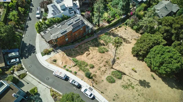 a street view with tall trees