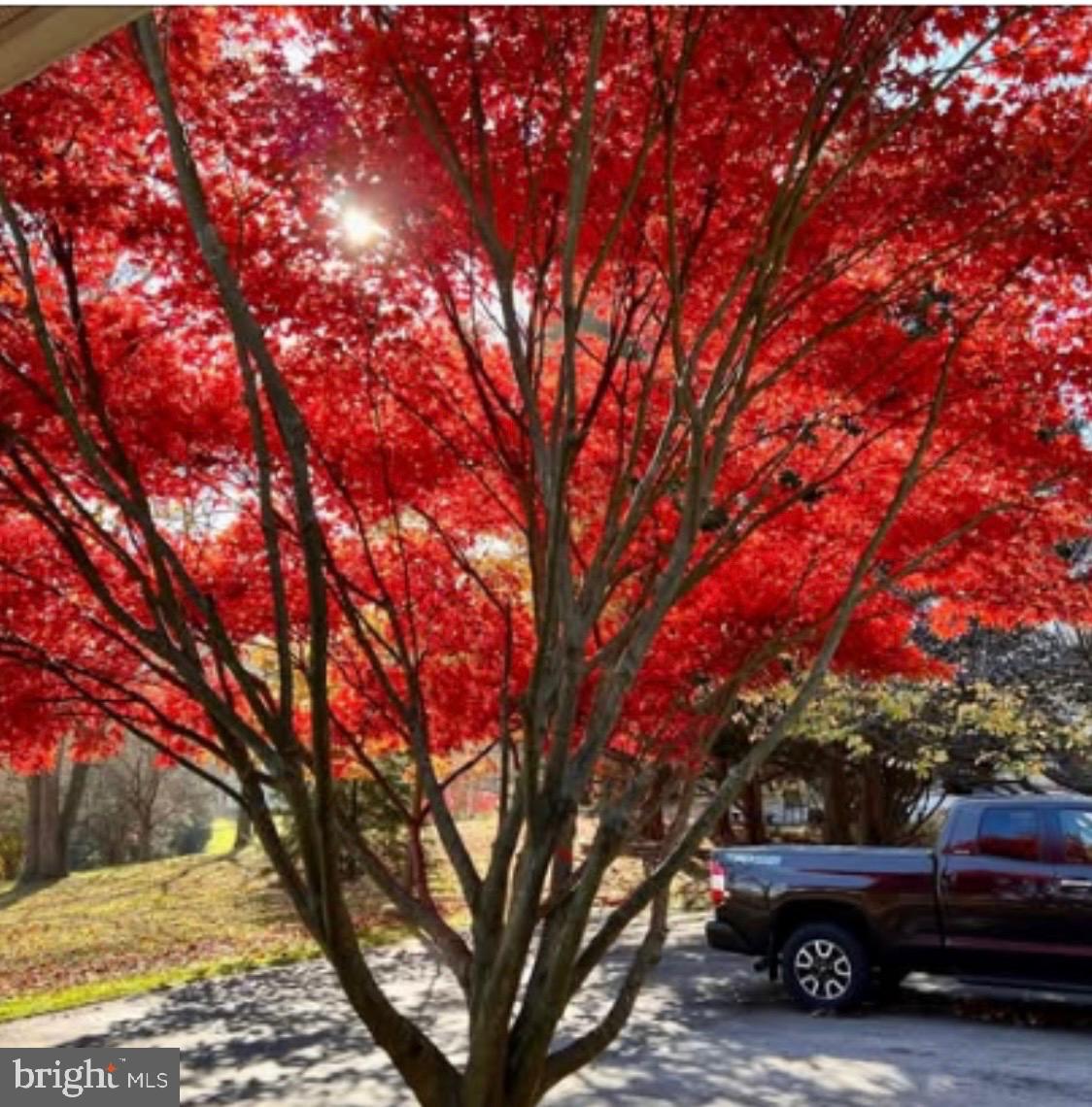 322 Buttonwood Road Landenberg, PA 19350 - Photo 52 of 60 Vibrant autumn hues in sunlight.