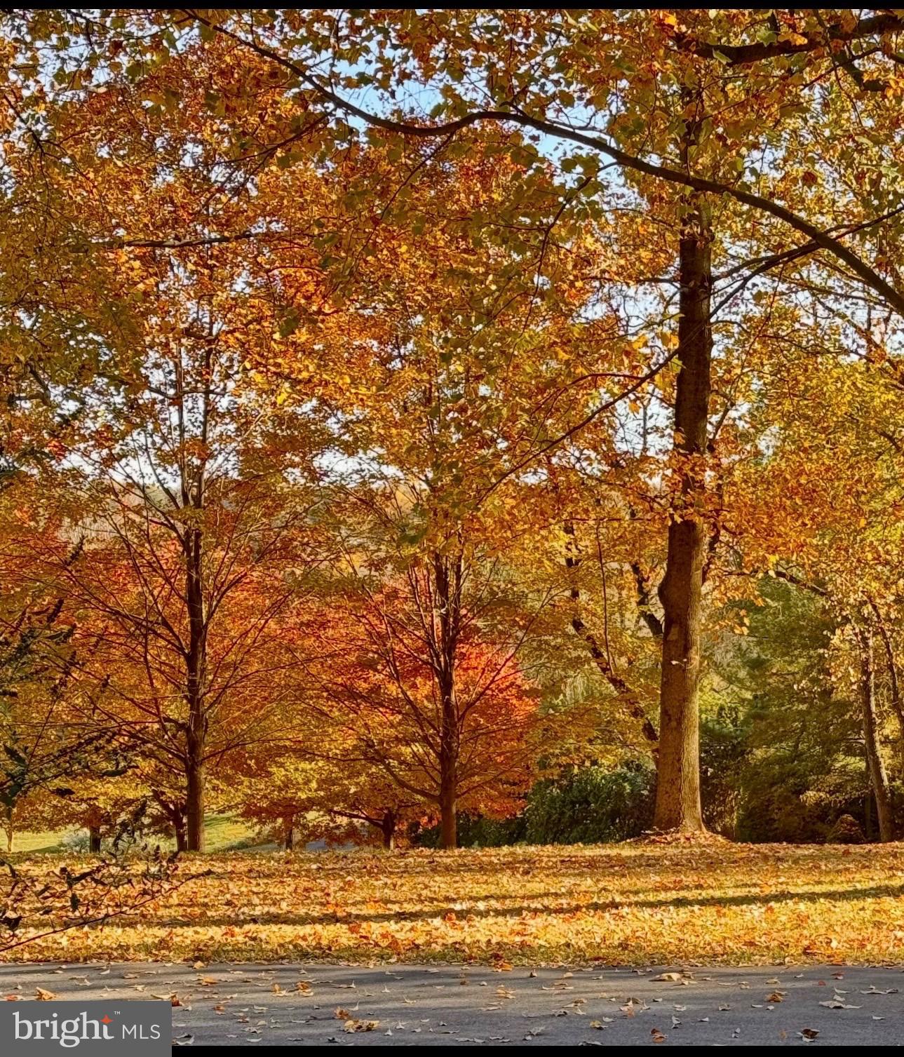 322 Buttonwood Road Landenberg, PA 19350 - Photo 53 of 60 Autumn's vibrant tapestry unfolds.