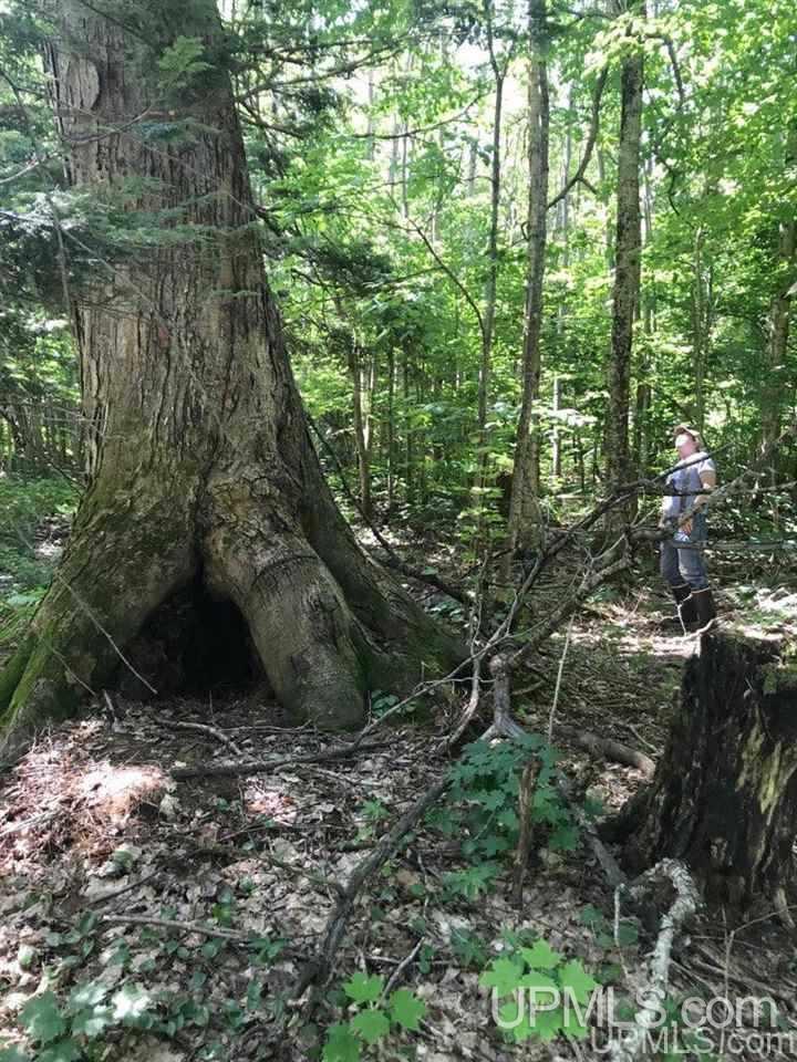 Tbd Trail Off Northwestern Road Big Bay, MI 49808 - Photo 2 of 12