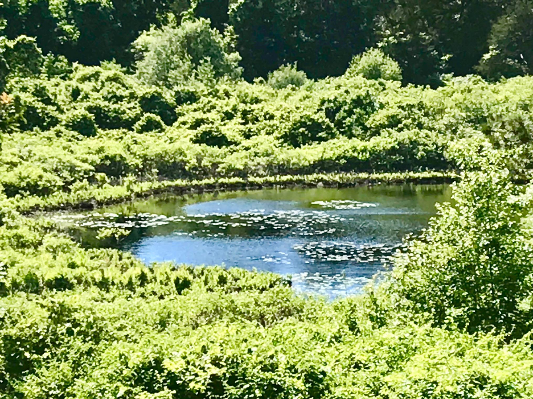 26 Champlain Road Orleans, MA 02653 - Photo 24 of 32 a swimming pool with trees in the background
