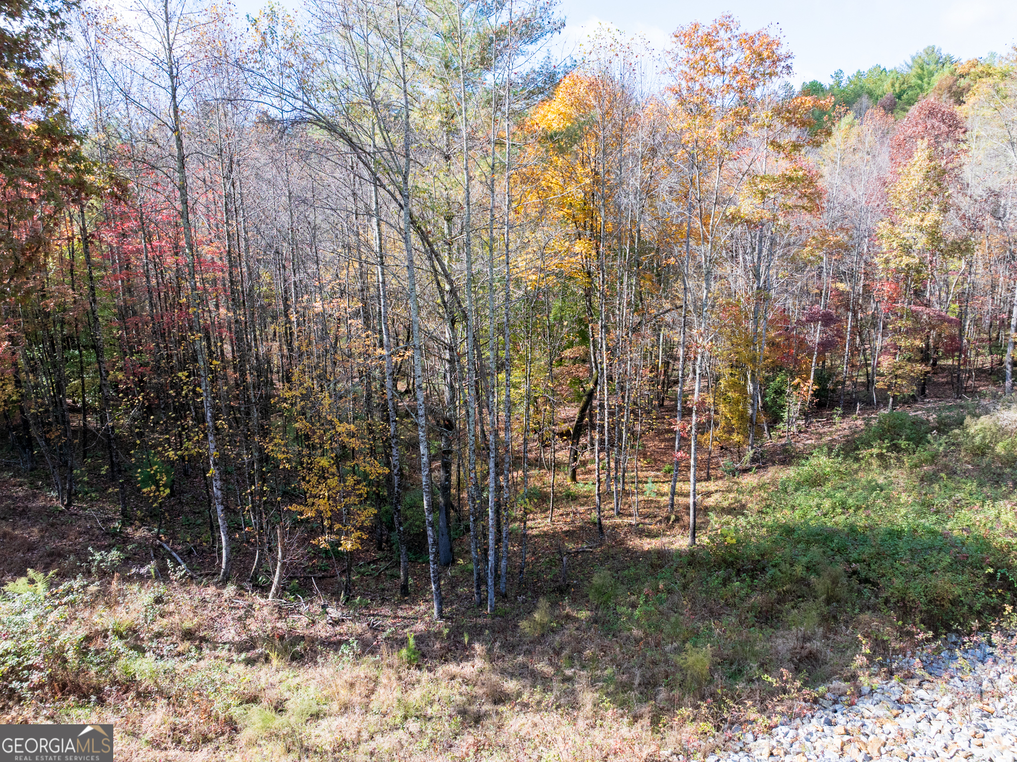 0 Ridge Road Morganton, GA 30560 - Photo 11 of 47 a view of a forest filled with trees