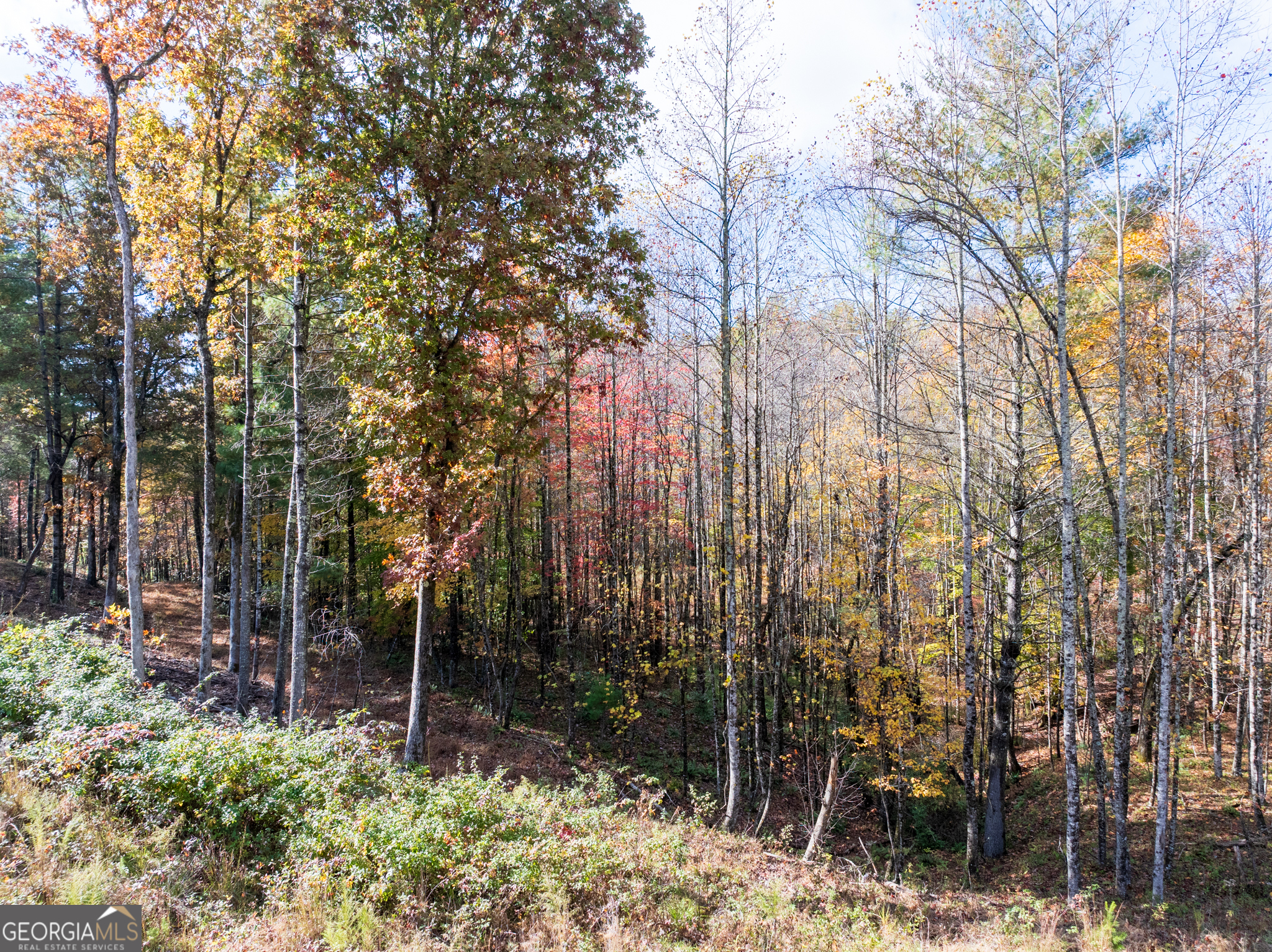 0 Ridge Road Morganton, GA 30560 - Photo 15 of 47 a view of backyard with green space