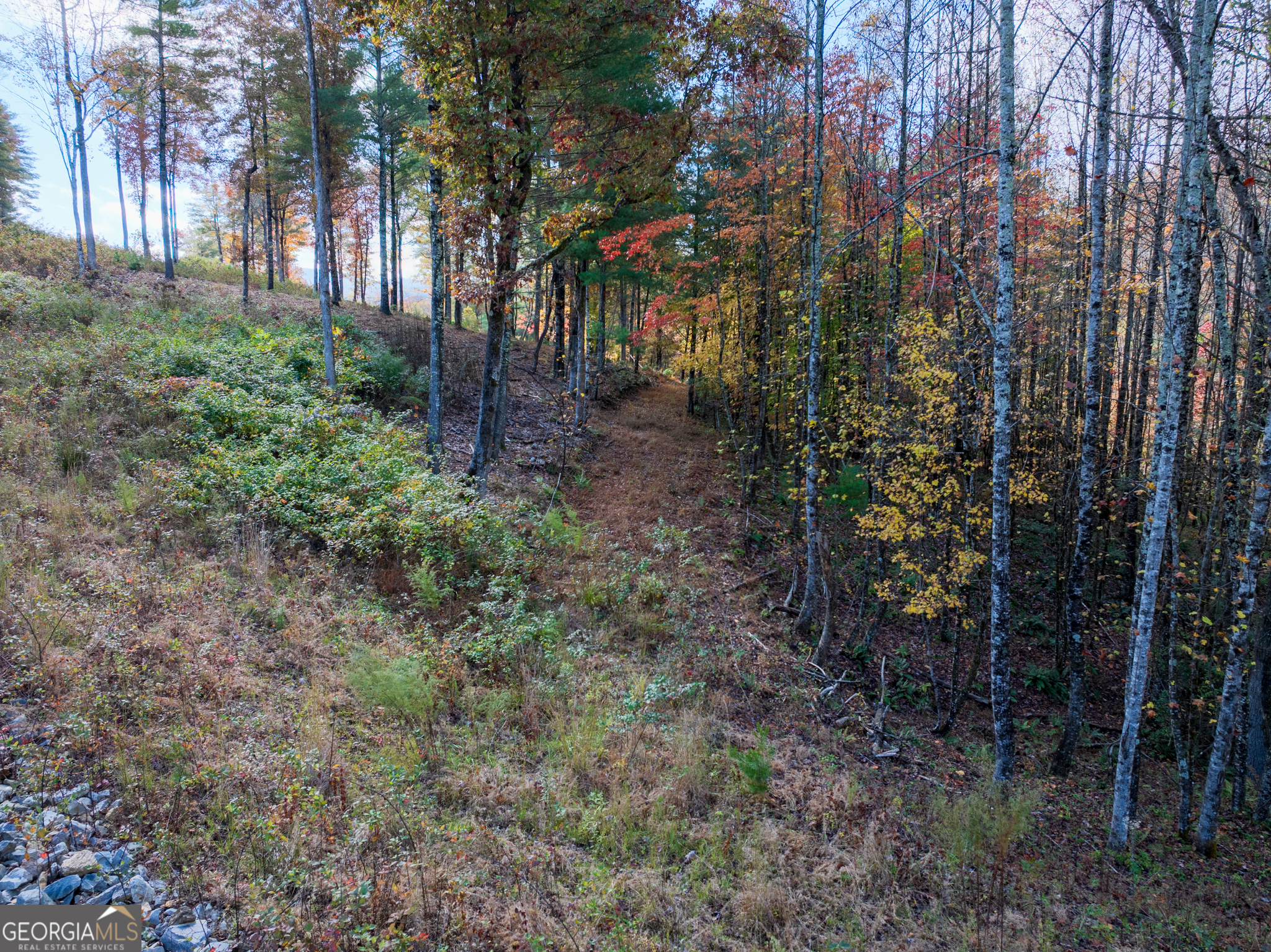 0 Ridge Road Morganton, GA 30560 - Photo 20 of 47 a view of a forest that has large trees