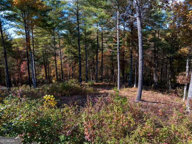 a view of a yard with large trees