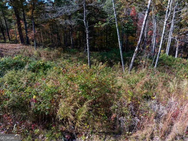 a view of a yard covered with trees