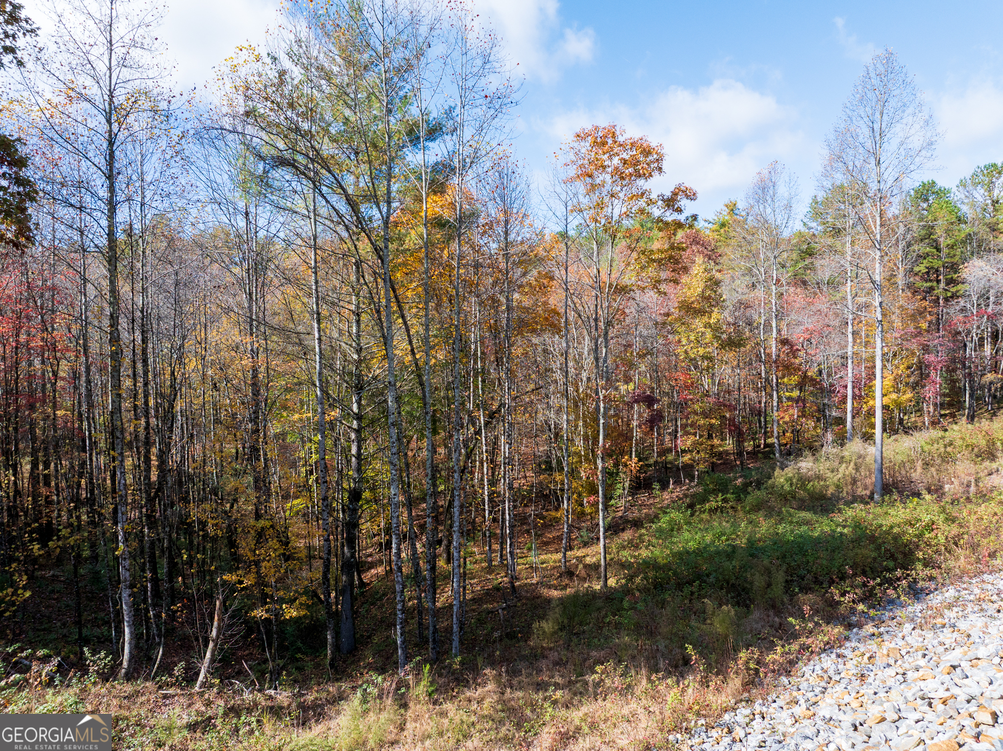 0 Ridge Road Morganton, GA 30560 - Photo 41 of 47 a view of a yard covered with trees