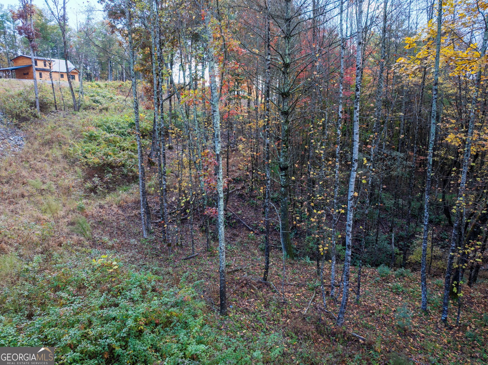 0 Ridge Road Morganton, GA 30560 - Photo 45 of 47 a view of a forest filled with trees and flowers