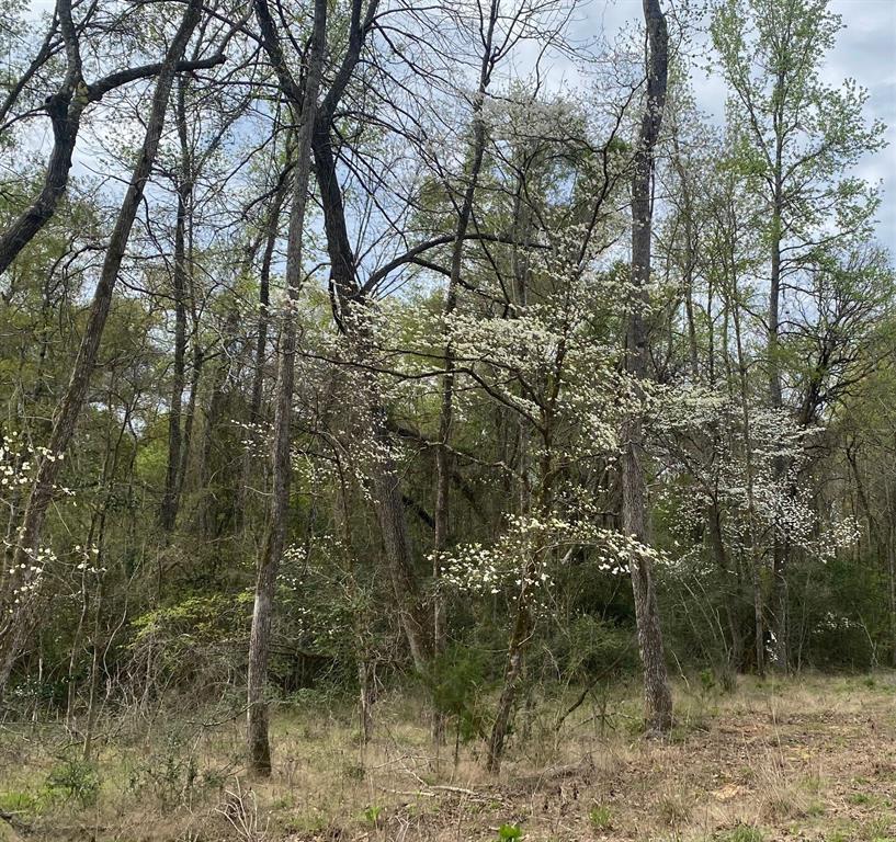 3 Fm 1848 Buffalo, TX 75831 - Photo 11 of 17 a view of a forest