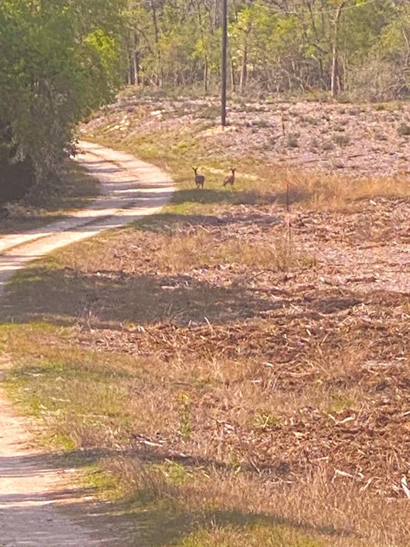 3 Fm 1848 Buffalo, TX 75831 - Photo 14 of 17 a view of a ocean view