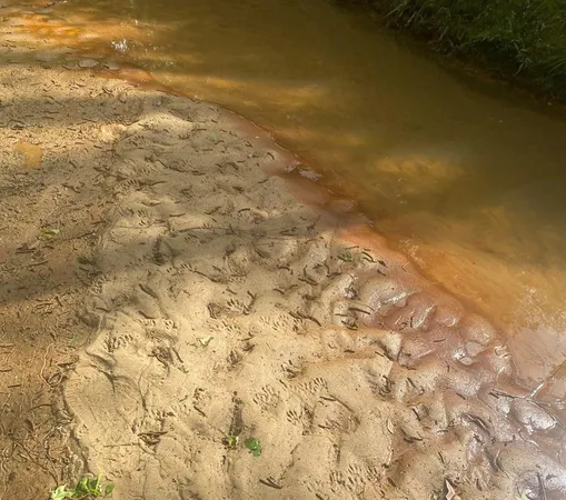 a view of outdoor space and yard