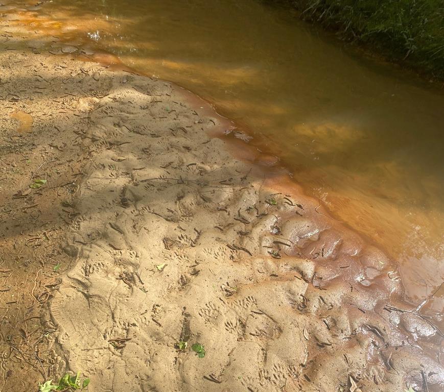 3 Fm 1848 Buffalo, TX 75831 - Photo 15 of 17 a view of yard with lake view
