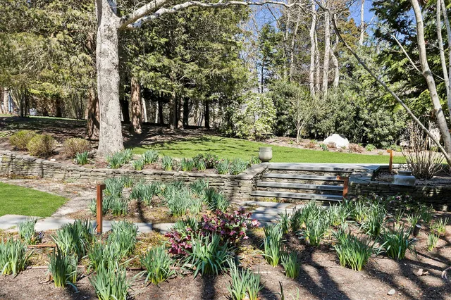 a view of a garden with plants and trees