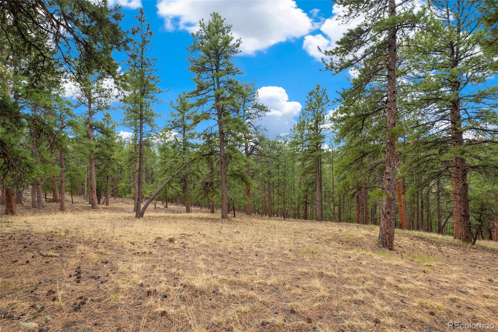 2859 Highlands View Road Evergreen, CO 80439 - Photo 3 of 22 a view of outdoor space with trees