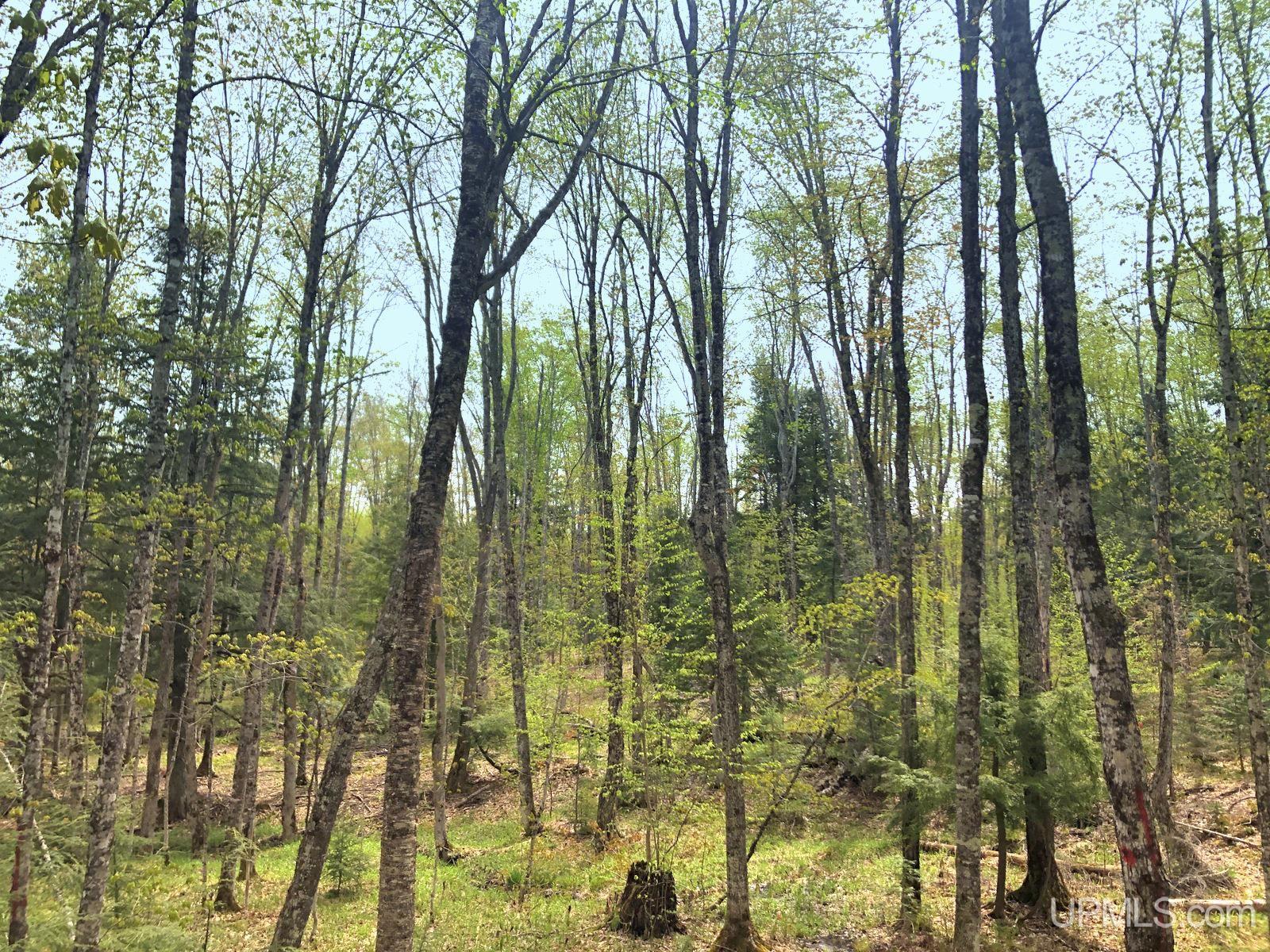 Tbd Tbd Northwestern/camp Road Ishpeming, MI 49849 - Photo 7 of 63