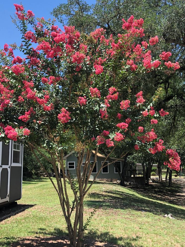 290 Cardinal Hill Road Ingram, TX 78025 - Photo 53 of 57