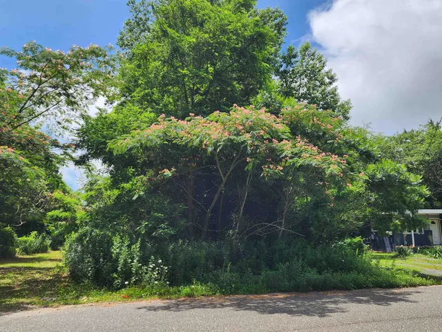 a view of a yard with plants and trees