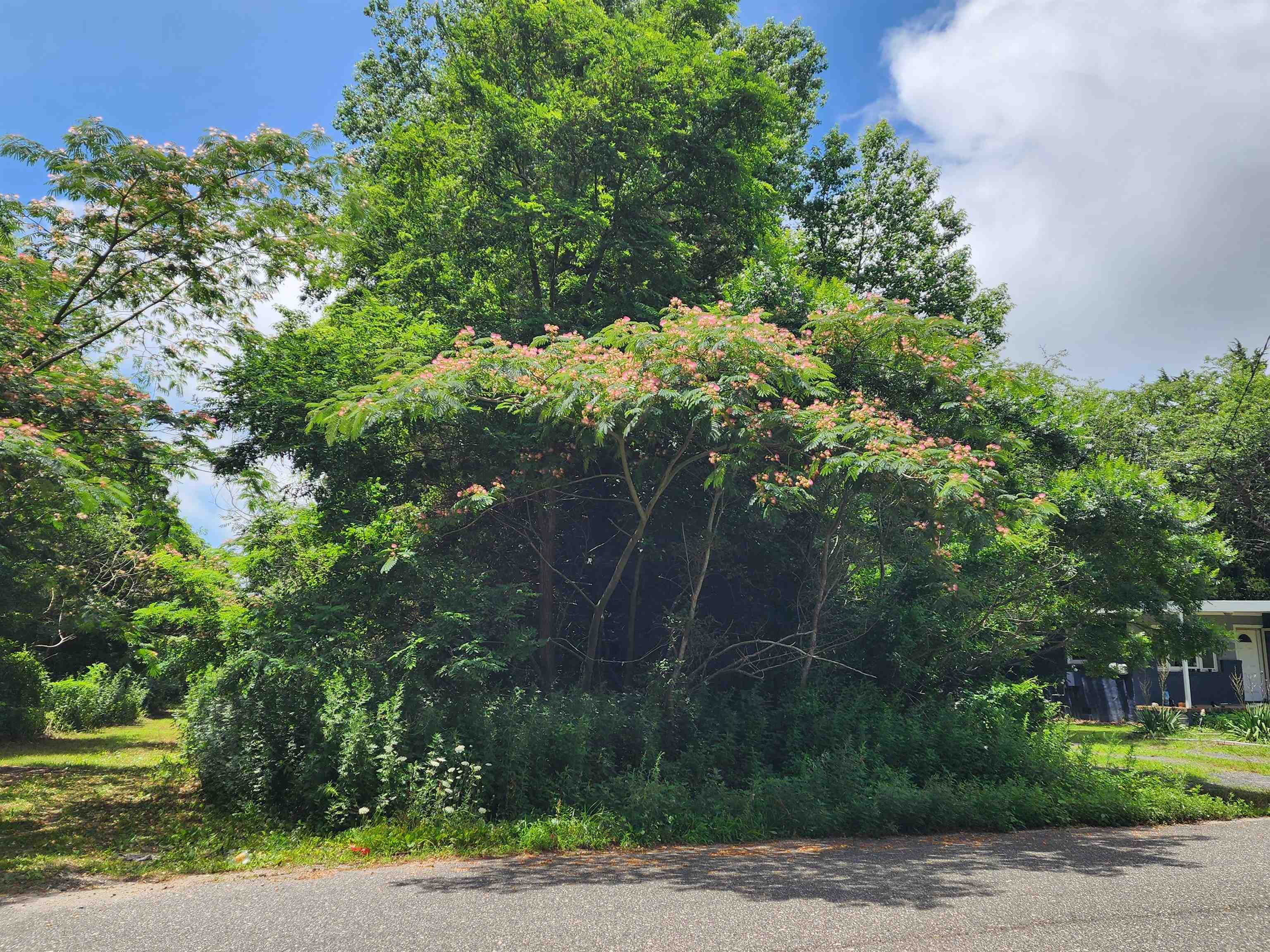 a view of a yard with plants and trees