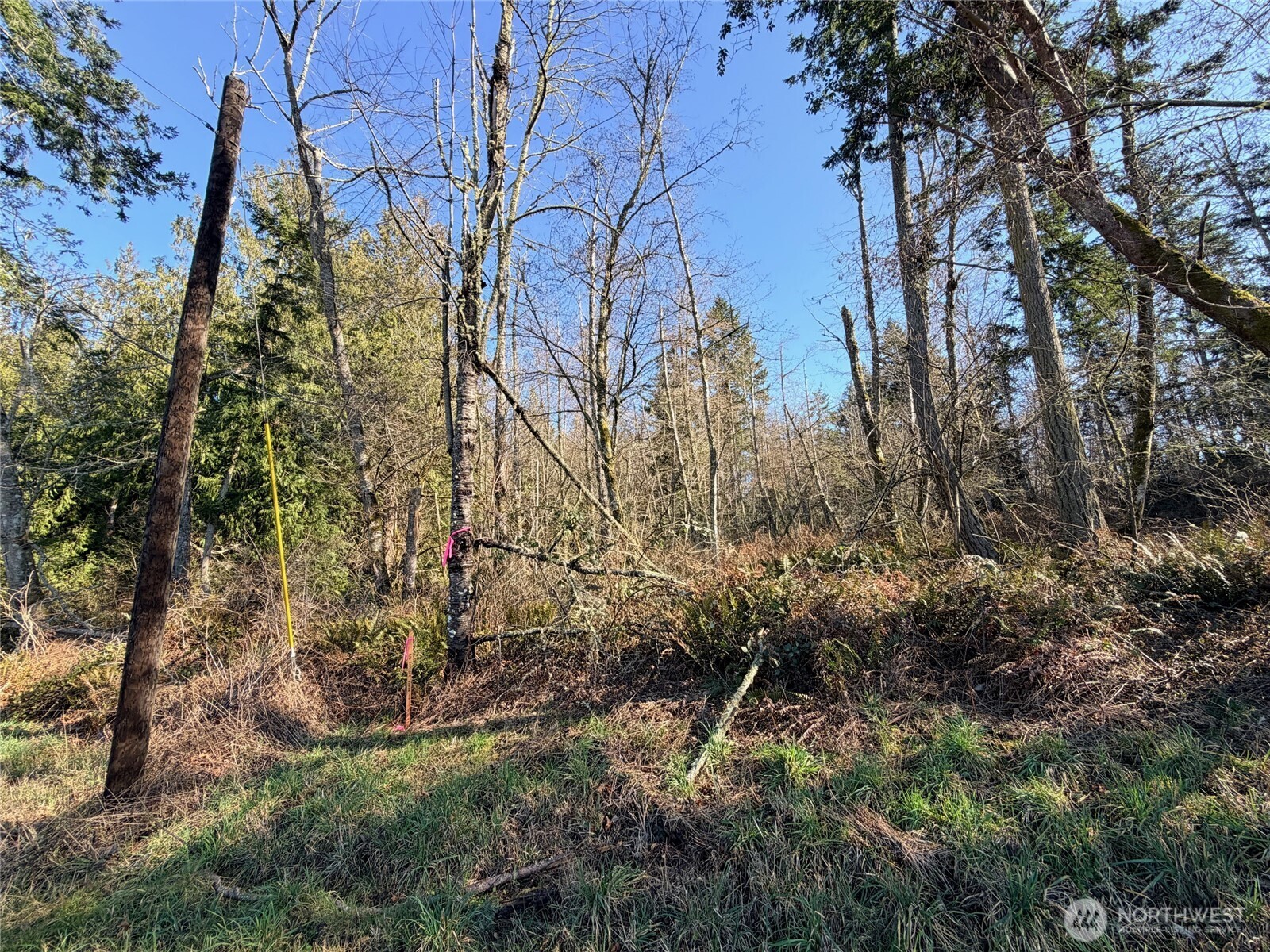 -xxx Xxx Scatchet Head Road Clinton, WA 98236 - Photo 4 of 34 a backyard of a house with lots of green space
